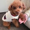 Small and medium dog plush coat; warm and soft dog coat; with scarf; chrismas pet clothing - White [with scarf] - M