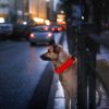 LED Dog Collar USB Rechargeable Adjustable Dog Safety Collar Night Safety Flashing Luminous Light up Collar - Red - XL