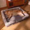 Dog Bed, Bolster Dog Bed with Memory Foam Dog Couch Sofa and Removable Washable Cover - Gray - 27.6*21.7'' Up to 27 lbs